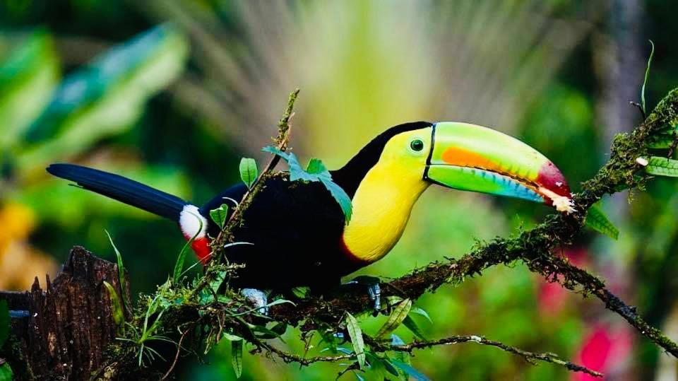 Mariposa Jungle Lodge San Ignacio Eksteriør billede