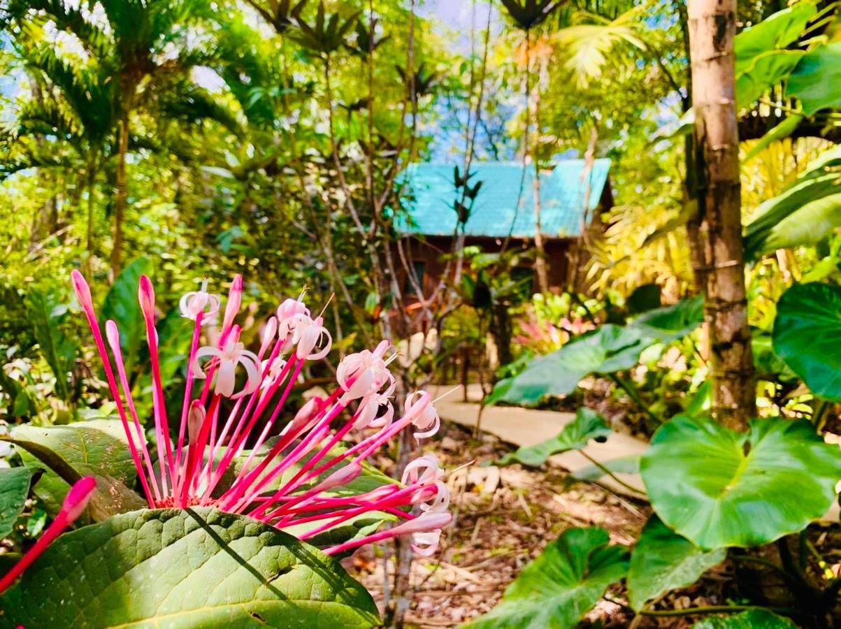 Mariposa Jungle Lodge San Ignacio Eksteriør billede
